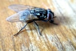 Housefly pest control