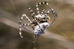 Spider pest control and spider web removal